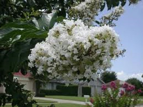 35+ WHITE CRAPE MYRTLE TREE / SHRUB / FLOWER SEEDS / DROUGHT TOLERANT PERENNIAL