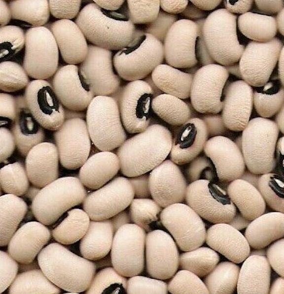 Black Eyed Pea Seeds 200+ Garden Bean Seed Fresh Heirloom GMO FREE Shipping!!!!