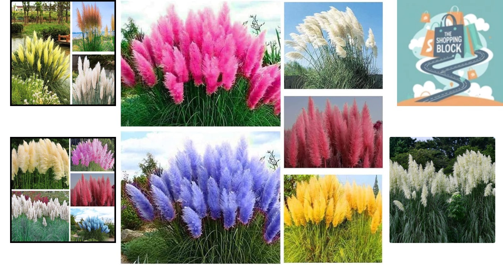 1000+ Mix Pampas Grass Seeds – Ornamental, Tall, Multi-Color, Easy Grow