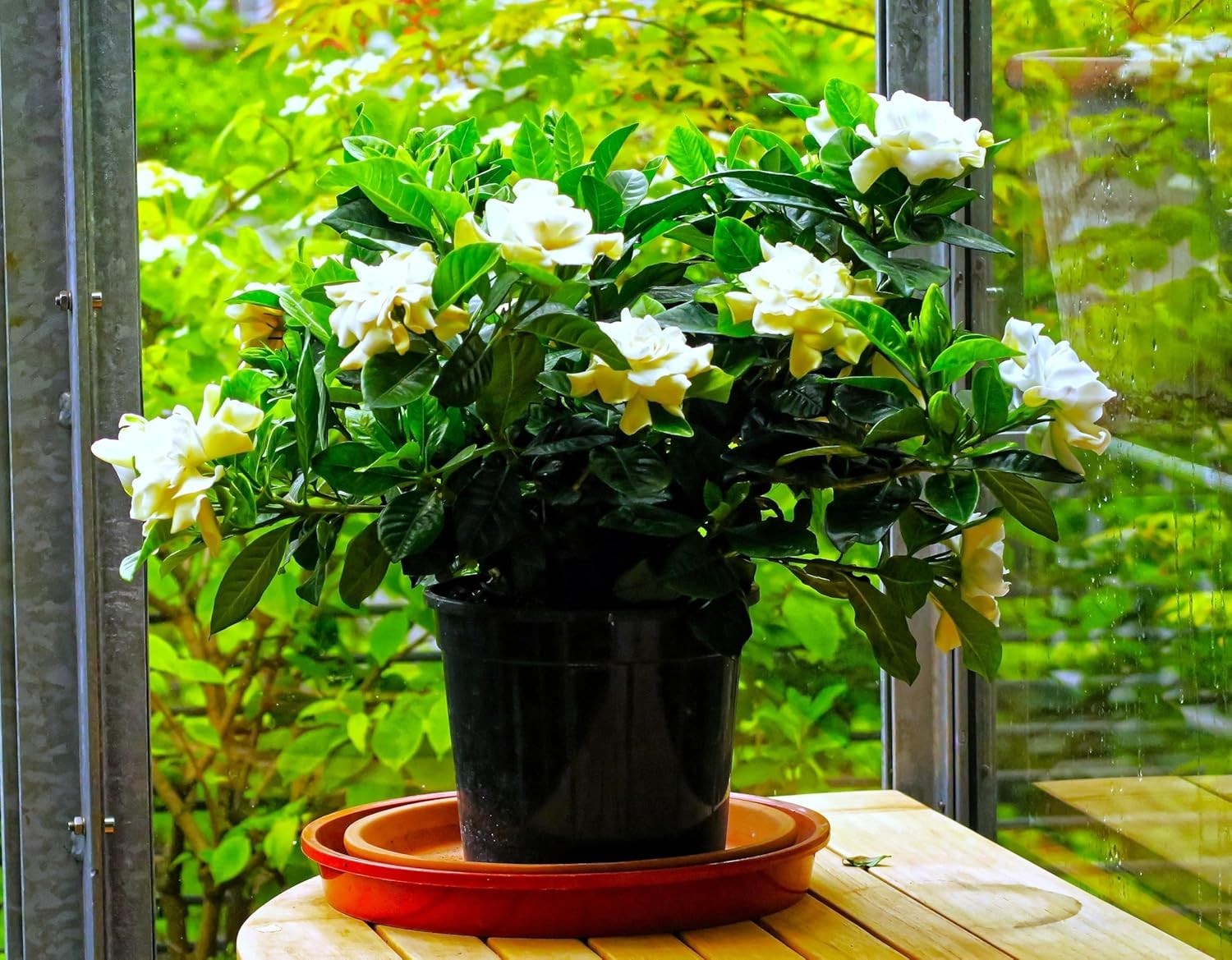 500+ Gardenia Jasminoides Seeds Fragrant White Cape Jasmine Flower Tropical Shru