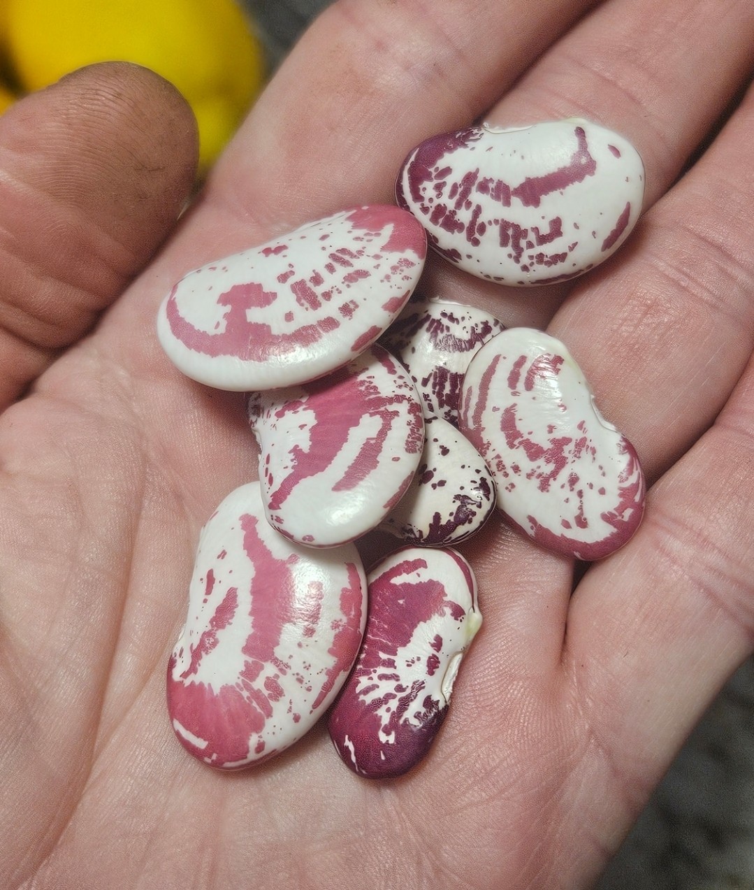 Christmas Pole Lima Bean Seeds (25) / ORGANIC / POLE BEAN / FLORIDA GROWN / RARE