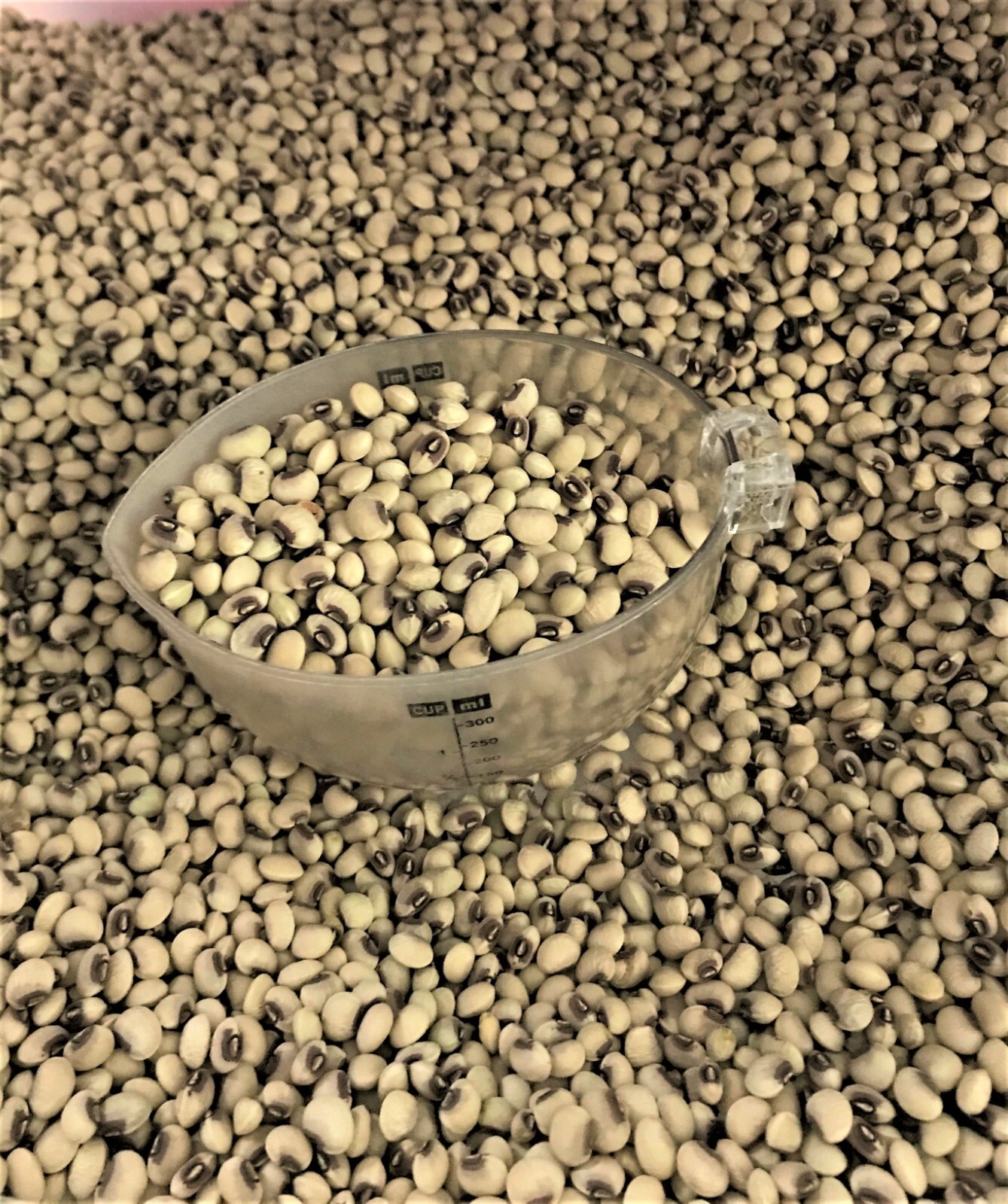 Pinkeye Purple Hull BVR Cowpeas Benefits St. Jude