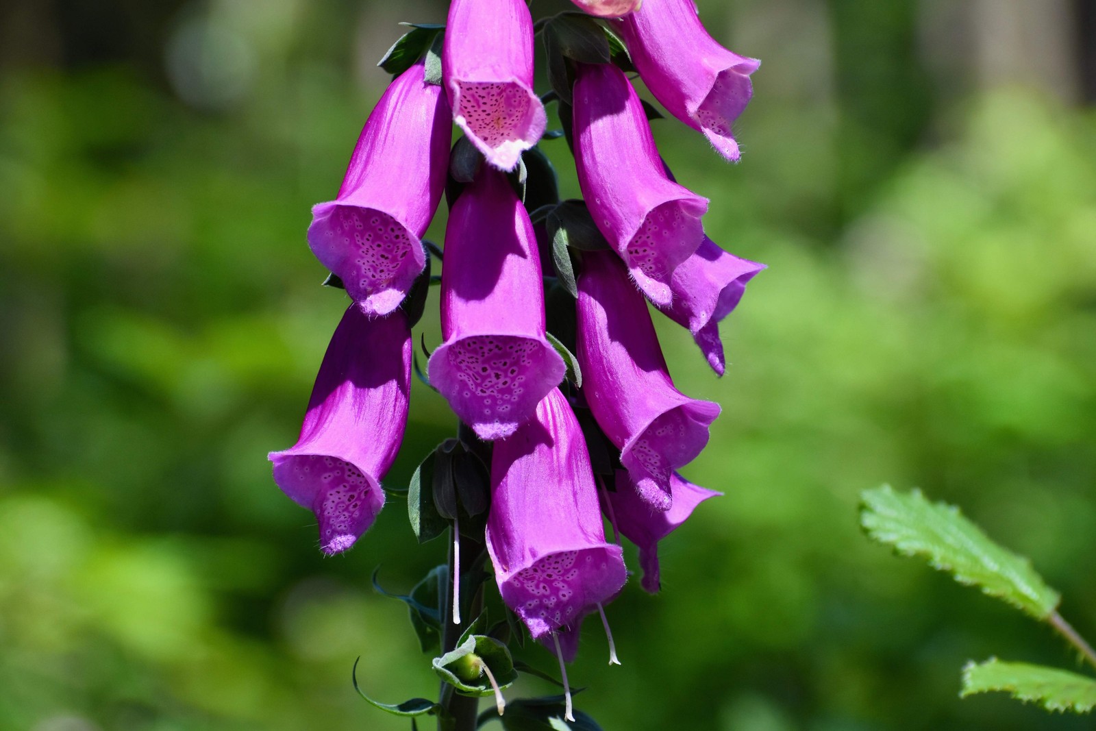 1000 PURPLE FOXGLOVE Digitalis Purpurea Flower Seeds