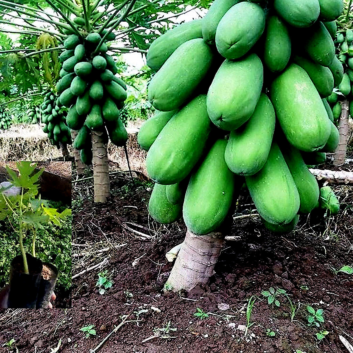 50 “DWARF SOLO WAIMANALO TREE SEEDS” (Carica Papaya) Fast Fruit Houseplant
