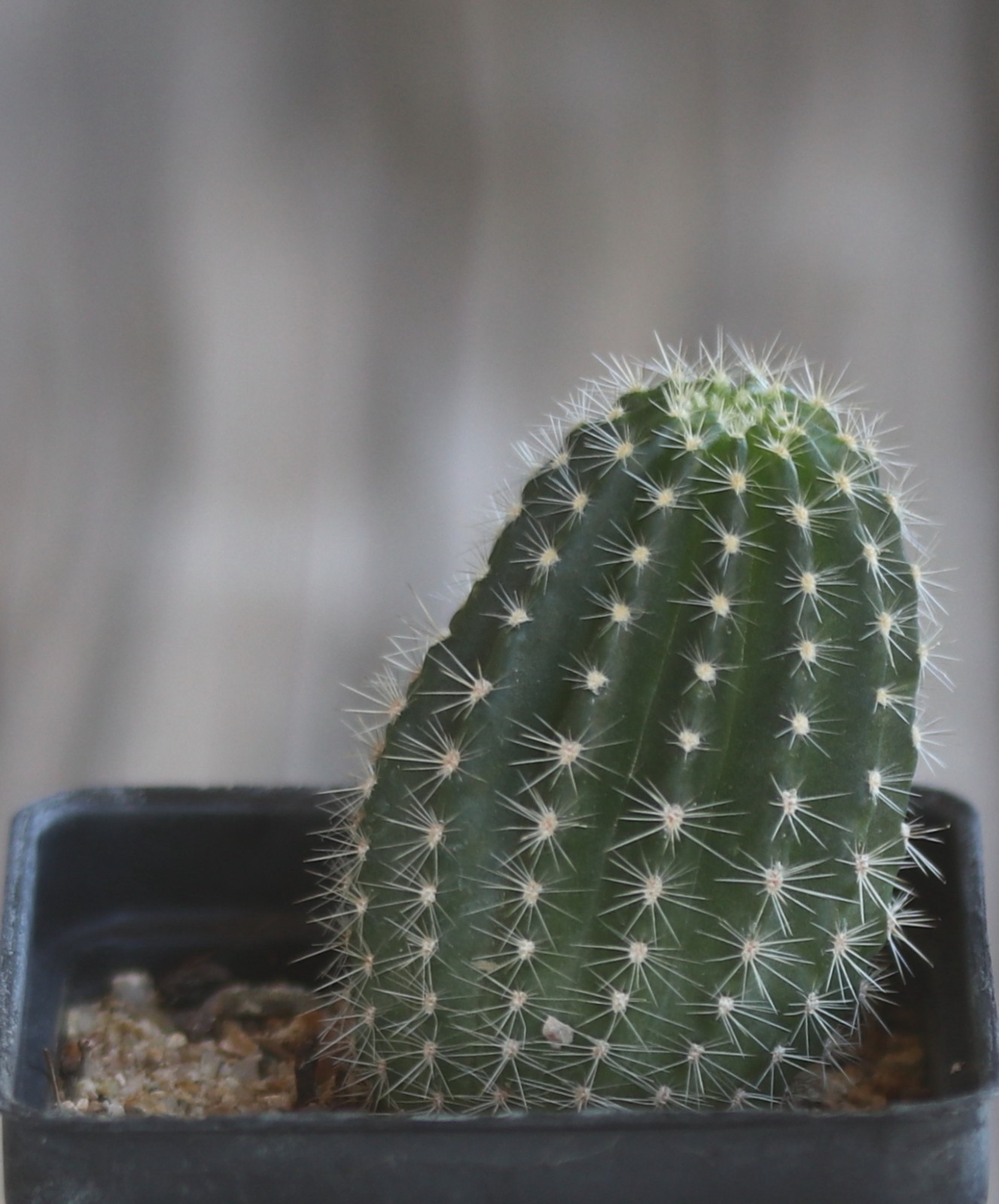 Echinopsis hybrid ‘Pink Stripes’