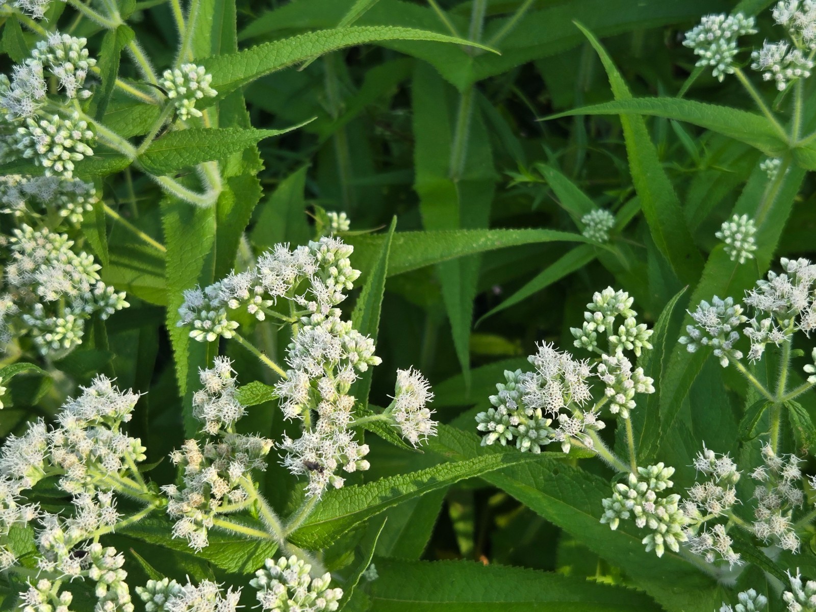 1/4 Teaspoon+ Common Boneset Seeds/Eupatorium perfoliatum/ US Eastern Native