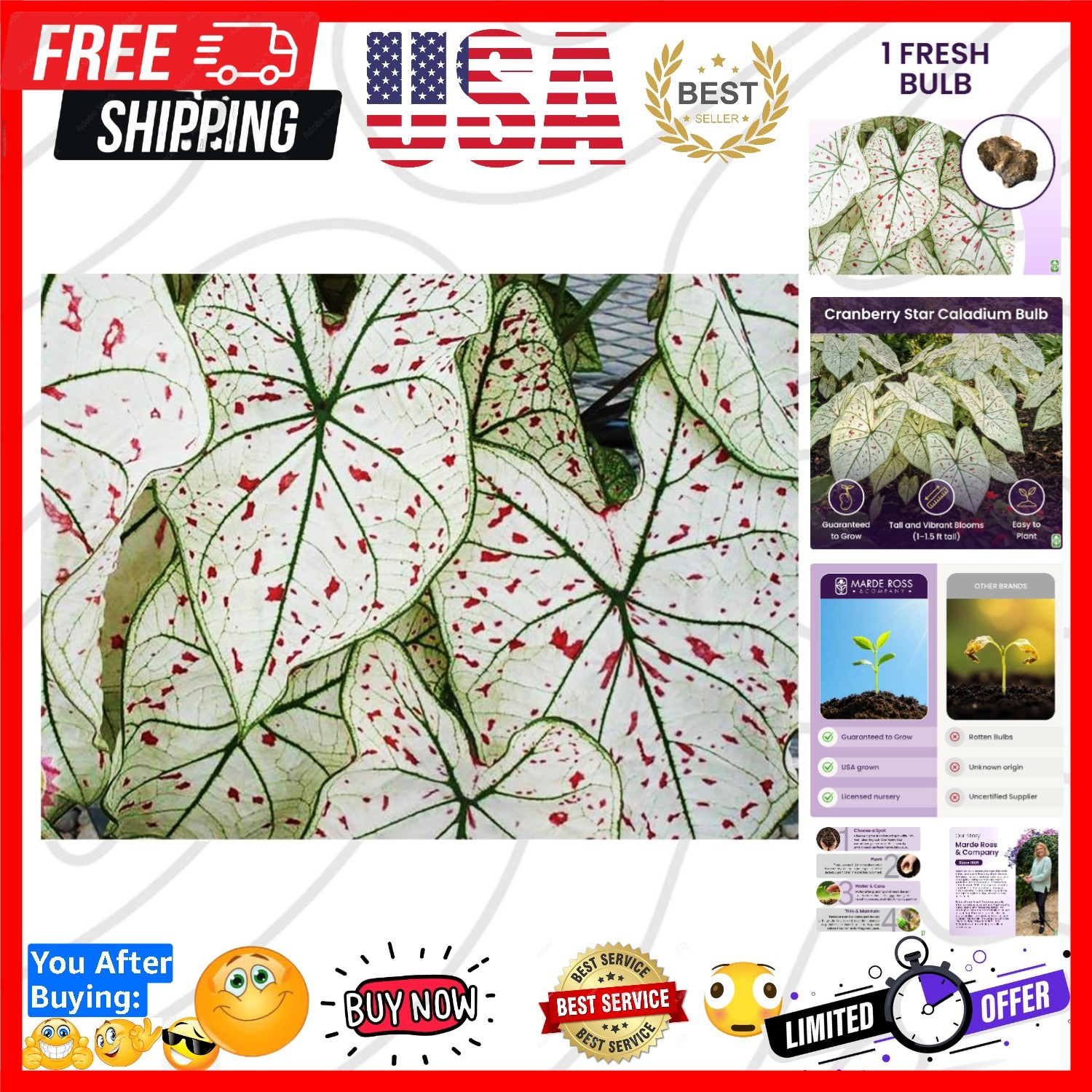 Fancy Leaf Caladium – Cranberry Star – Large Size Bulb – Hardy Zones 9-11