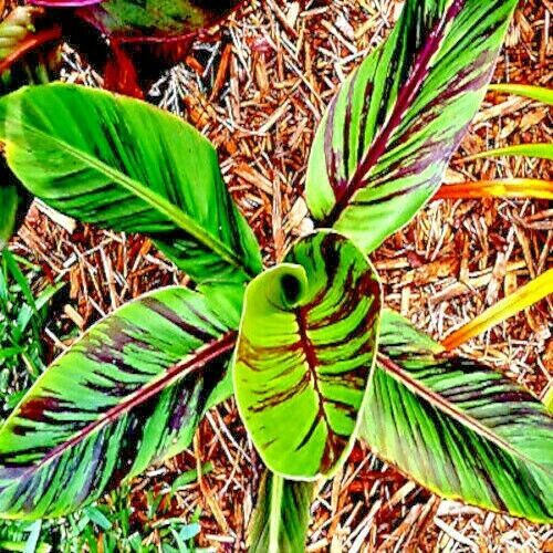 10 Red Tiger Darjeeling Banana Plant Tree Seeds (Musa sikkimensis) Hardy-Zone 5