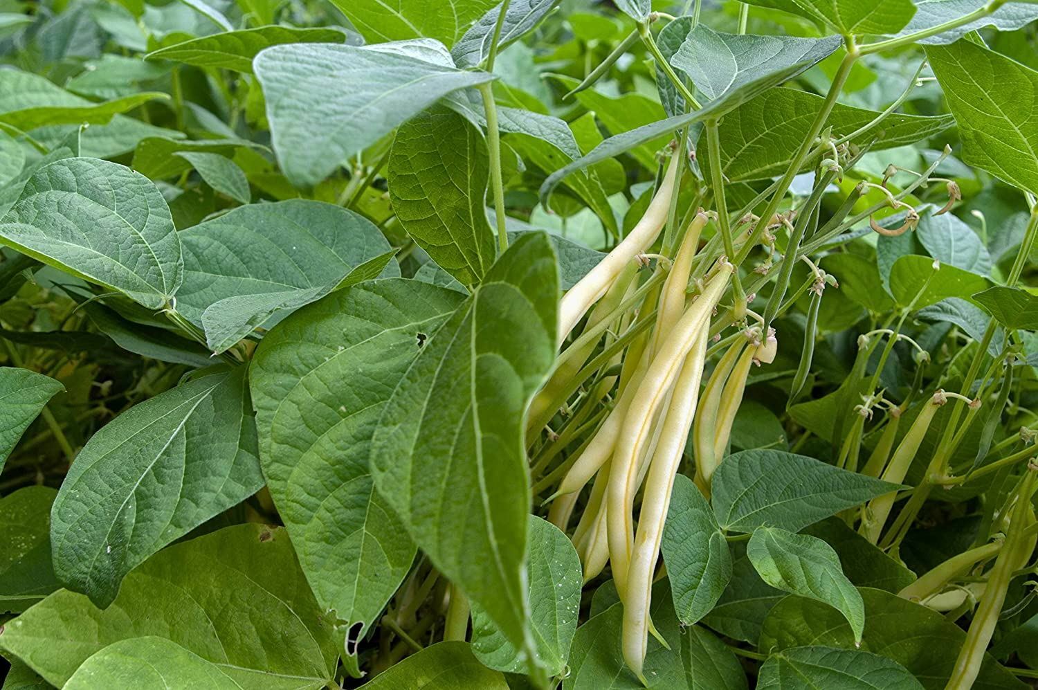 Bean Gold Rush Wax Bean Seed ,”COOL BEANS N SPROUTS” Brand. Home Gardening.