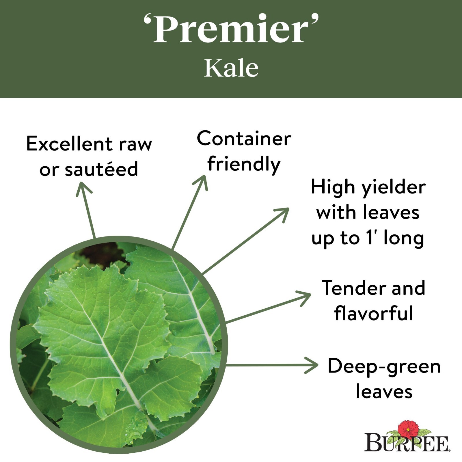 Burpee USDA Organic Premier Kale Vegetable Seeds Full Sun Seed Packet Deep Green