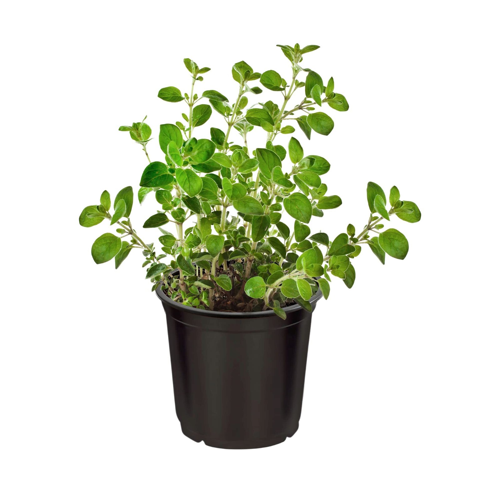Live Aromatic and Edible Herbs Assorted Varieties 4 Per Pack Lemon Verbena,…