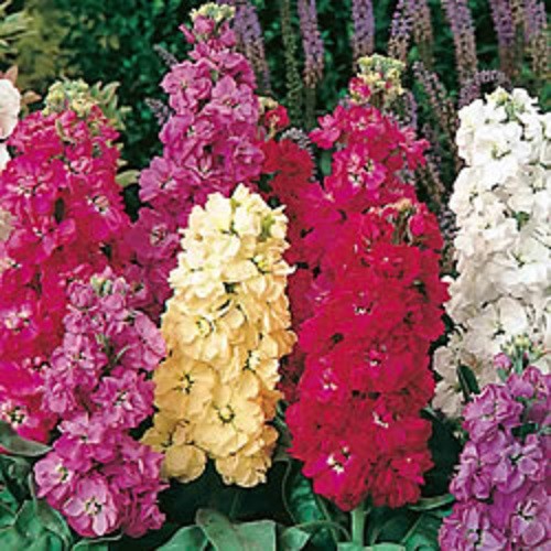 50+ Evening Stock Matthiola Sugar and Spice Flower Seeds Mix / Reseeding Annual