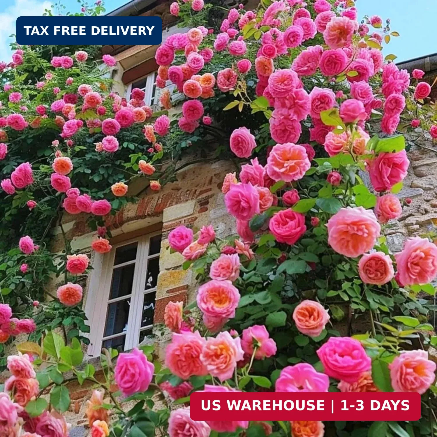 Climbing Rose Seeds for Planting – 300+ Hybrid Climbing Rose Seeds Non-GMO Heirl