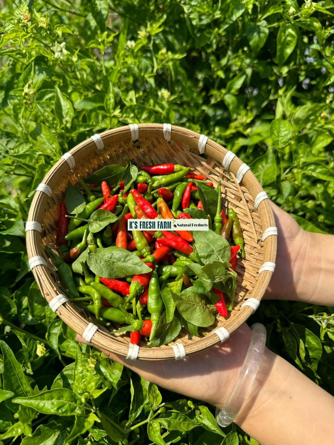 Bird’s Eye /Green Bird’s Eye Pepper Seeds – Hạt Giống Ớt Xiêm Rừng/ Ớt Xiêm Xanh