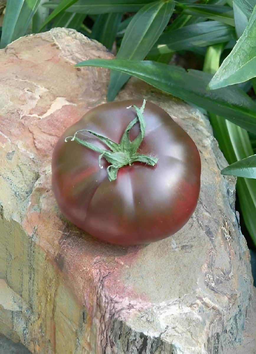 100 Heirloom Black From Tula Tomato Seeds 16oz Sweet Rich Smokey Indeterminate
