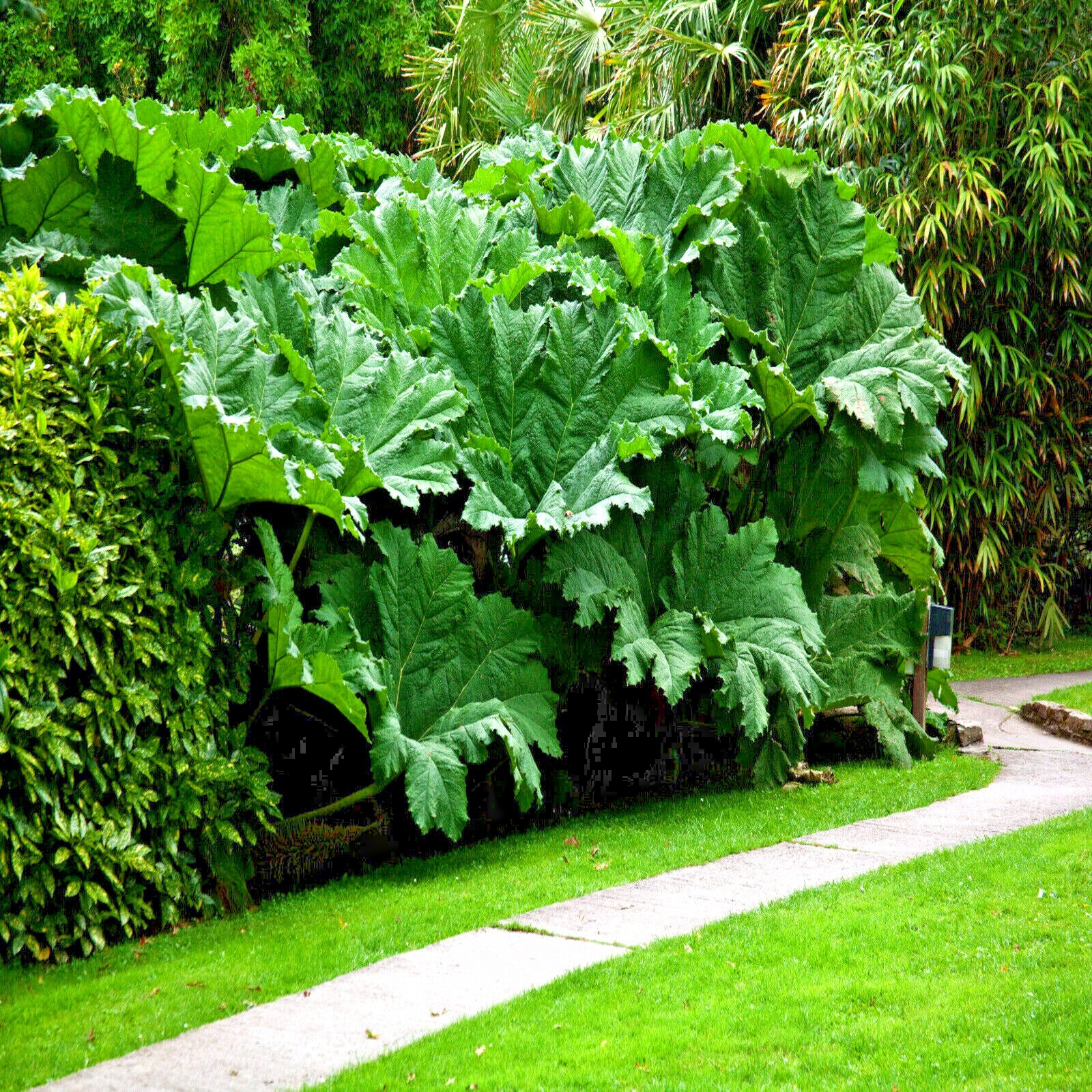 GUNNERA MANICATA SEEDS “Dinosaur Food” Giant Hardy Exotic Flower Plant RARE!