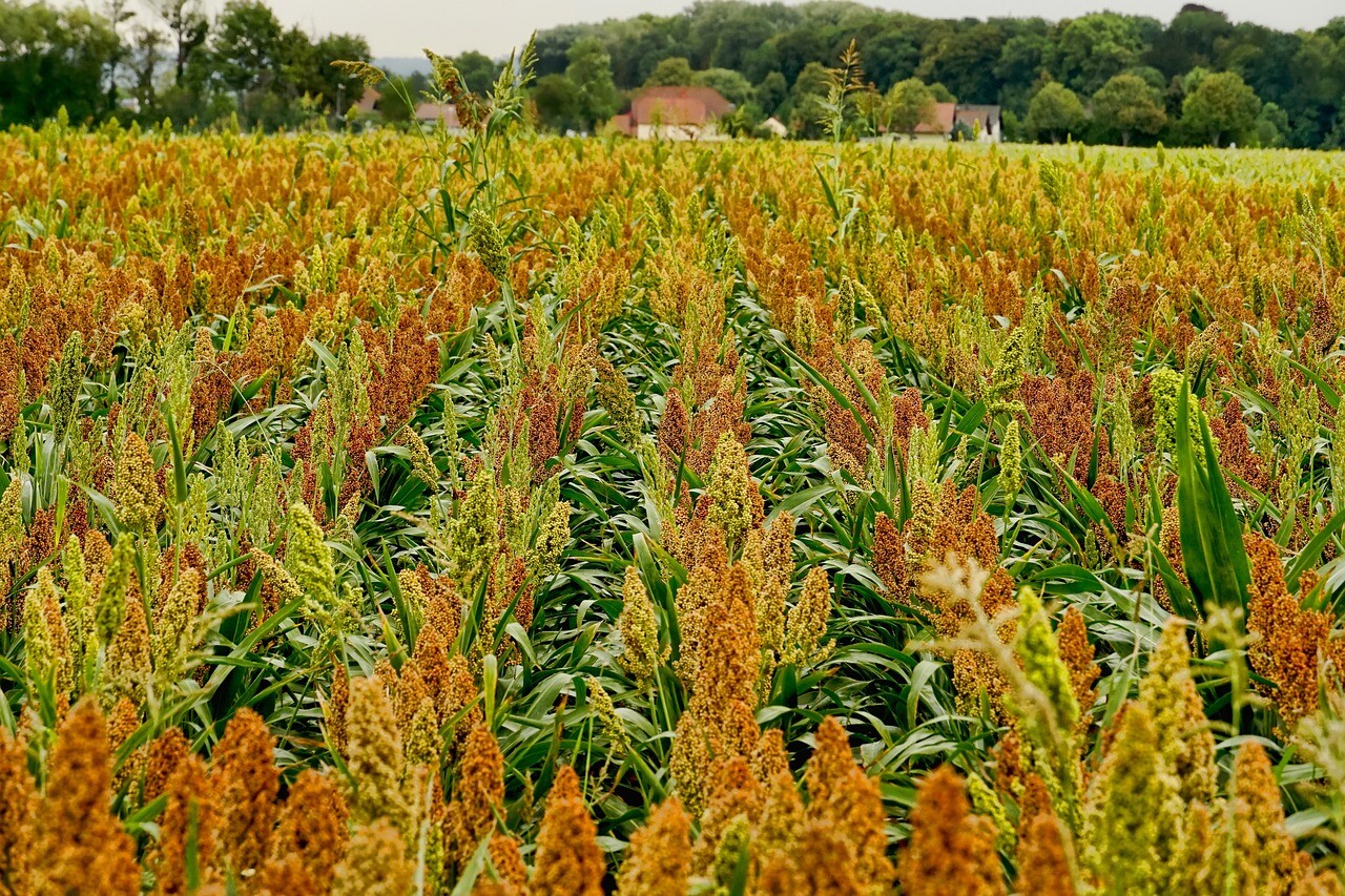 WGF Sorghum Seeds for Planting – High Yield, Drought Tolerant, Wildlife Forage