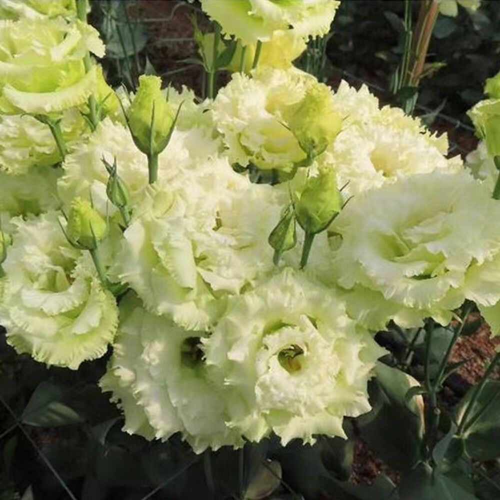 20 EXOTIC rare LISIANTHUS SEEDS for garden exotic flower plant beds USA SELLER