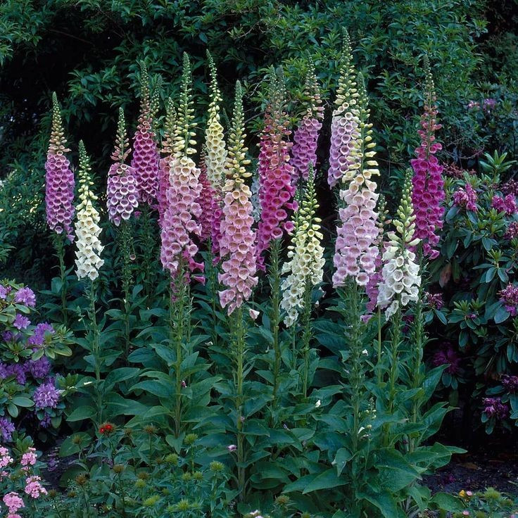 1000+ FOXGLOVE MIX SEEDS — EXCELSIOR MIX DIGITALIS ——– PERENNIAL
