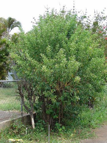 Cestrum diurnum | China Berry | White Chocolate Cestrum | 5 Seeds