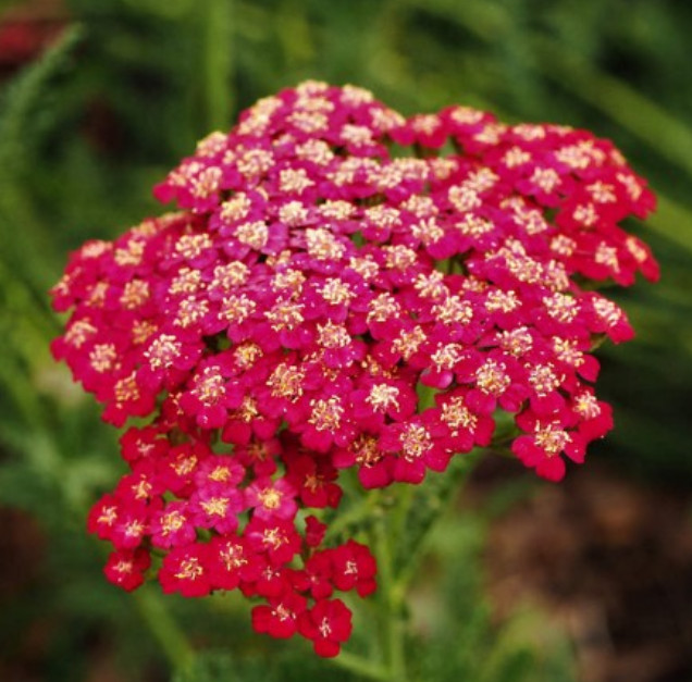 Yarrow RED rubra Perennial 36″ Cut Flowers Pollinators Non-GMO 1500 Seeds