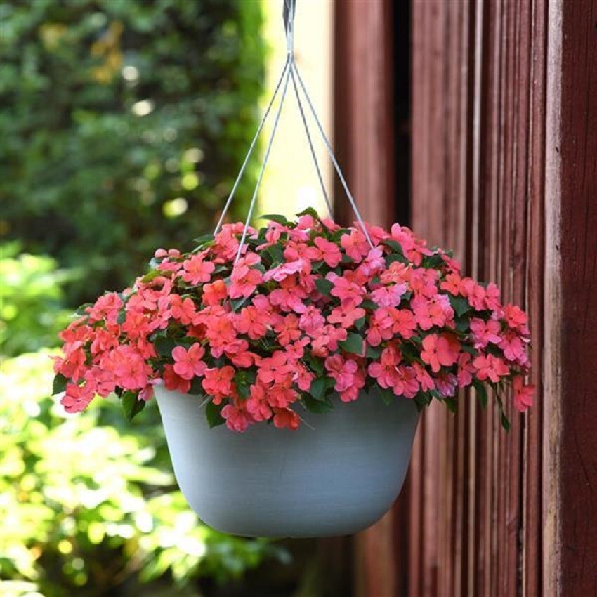 Impatiens Seeds 50 Beacon Salmon Walleriana