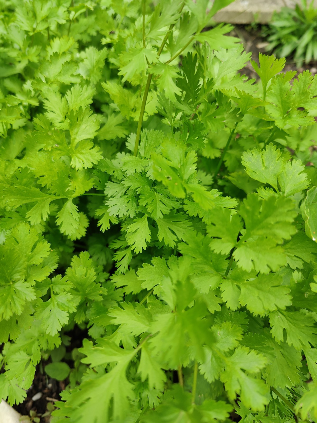 300 Leisure Cilantro | Coriander Seeds | Heirloom / Non-GMO | Free Shipping