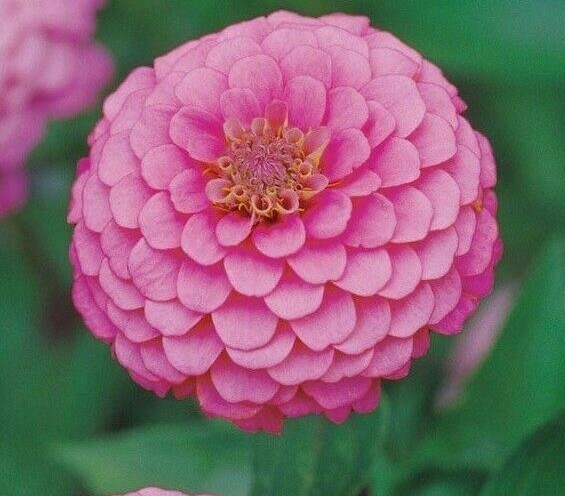 PINK LUMINOSA ZINNIA SEEDS 100+ ANNUAL FLOWER garden BIRDS bees Free Shipping