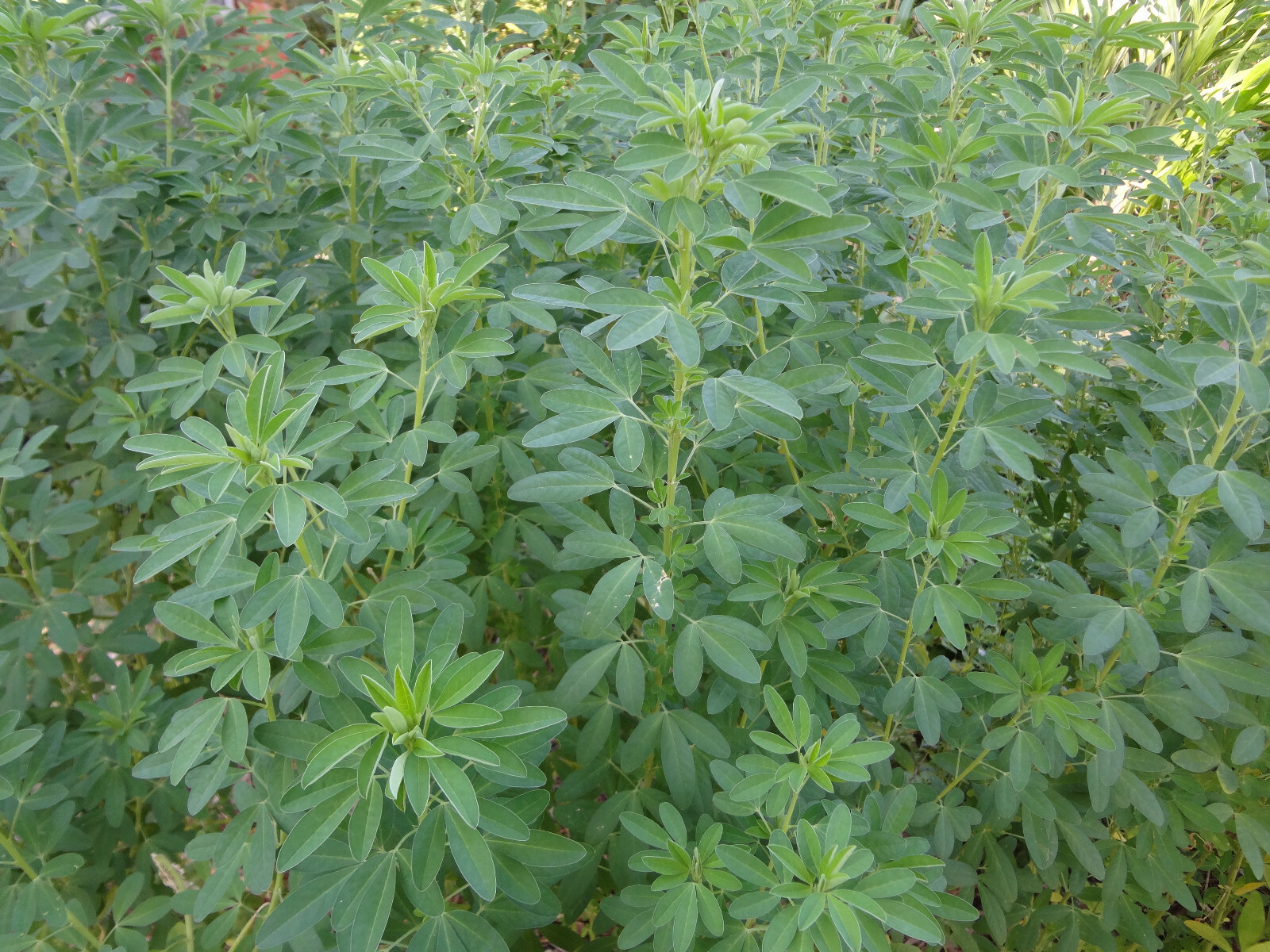 CHIPILIN Very RARE Central America Cold Hardy El Salvador 10 SEEDS