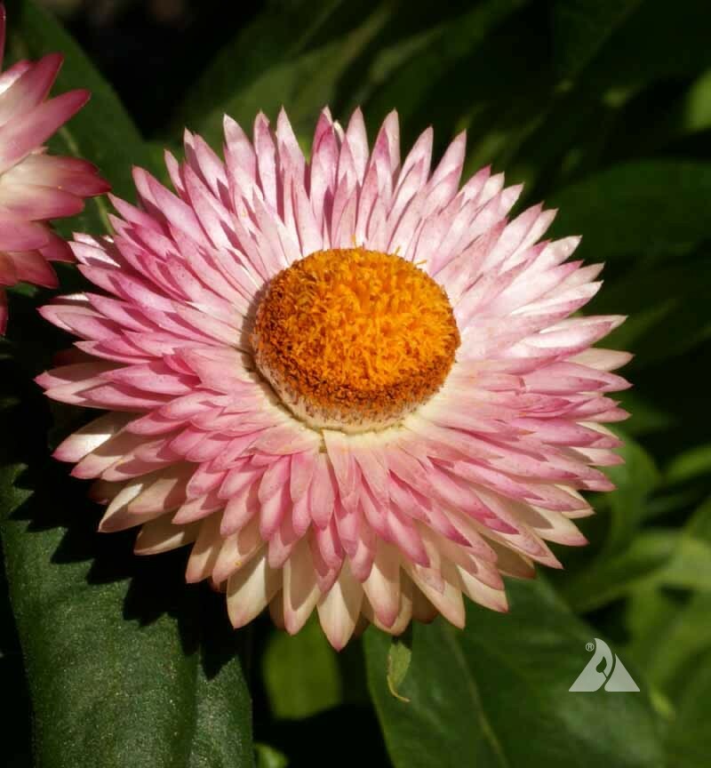 STRAWFLOWER TALL Mixed Dried Flowers Cut Flowers 36″ Tall Non-GMO 500 Seeds!