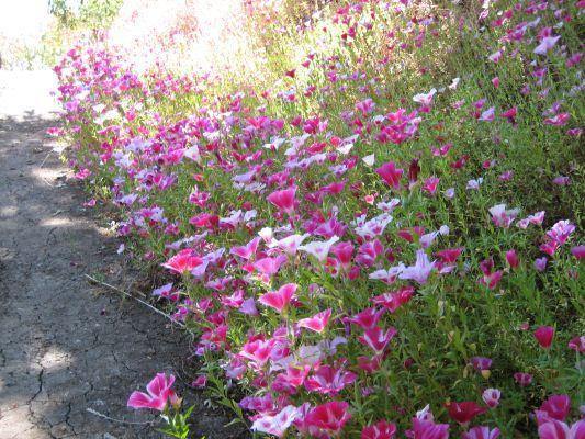Clarkia amoena | Farewell to Spring | Godetia | 1000 Seeds