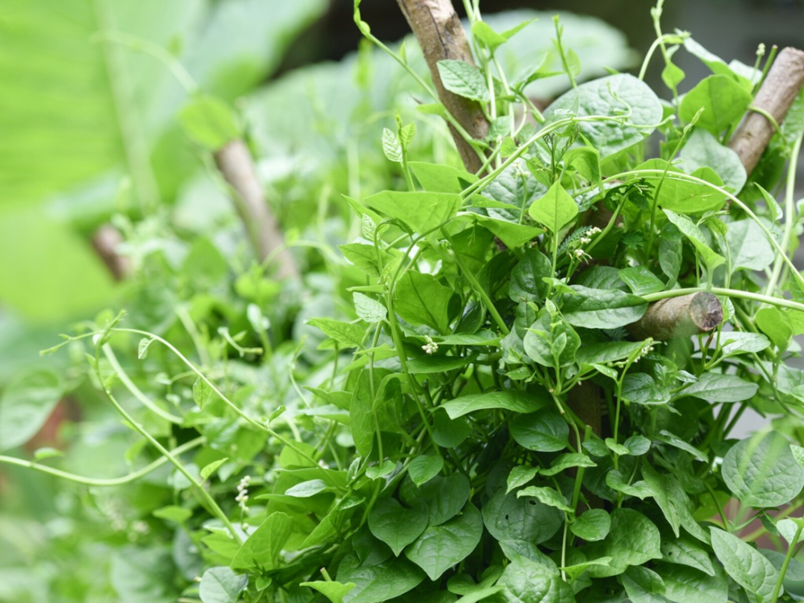50+Green Malabar Spinach seeds MongToi Mu er cai Ceylon spinach Vine Spinach USA