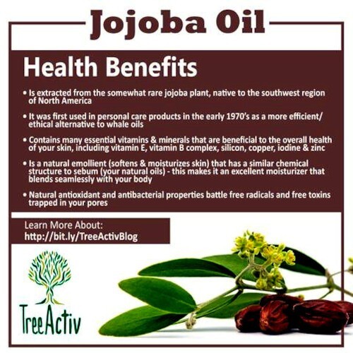 JOJOBA TREE SEEDS (Simmondsia chinensis) Medicinal Fruit Oil Goat Nut Plant RARE