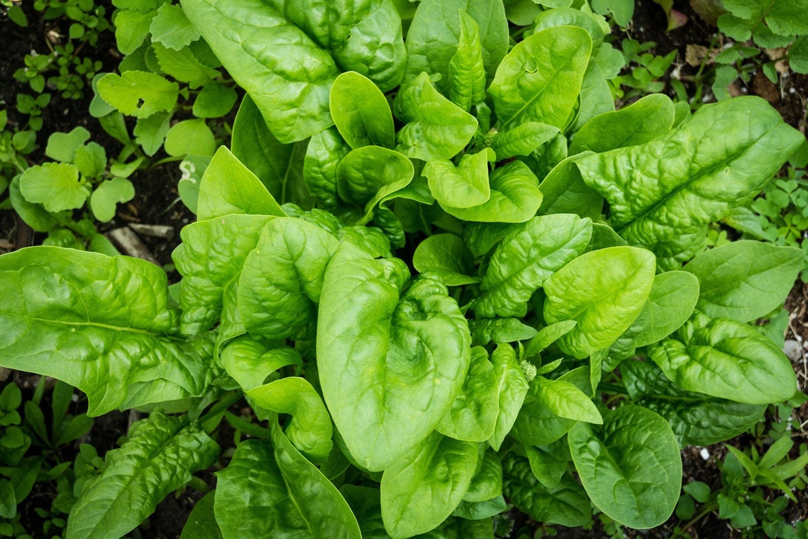 500++America Spinach Seeds, NON-GMO, Heat Tolerant, Smooth Leaf Spinach