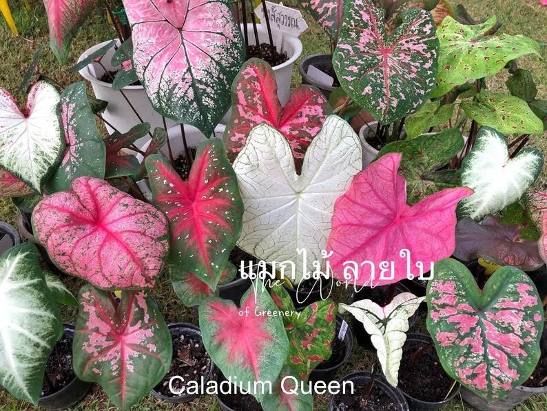 Caladiums Random Mix ‘Value Pack’ (6 Bulbs) Size #2