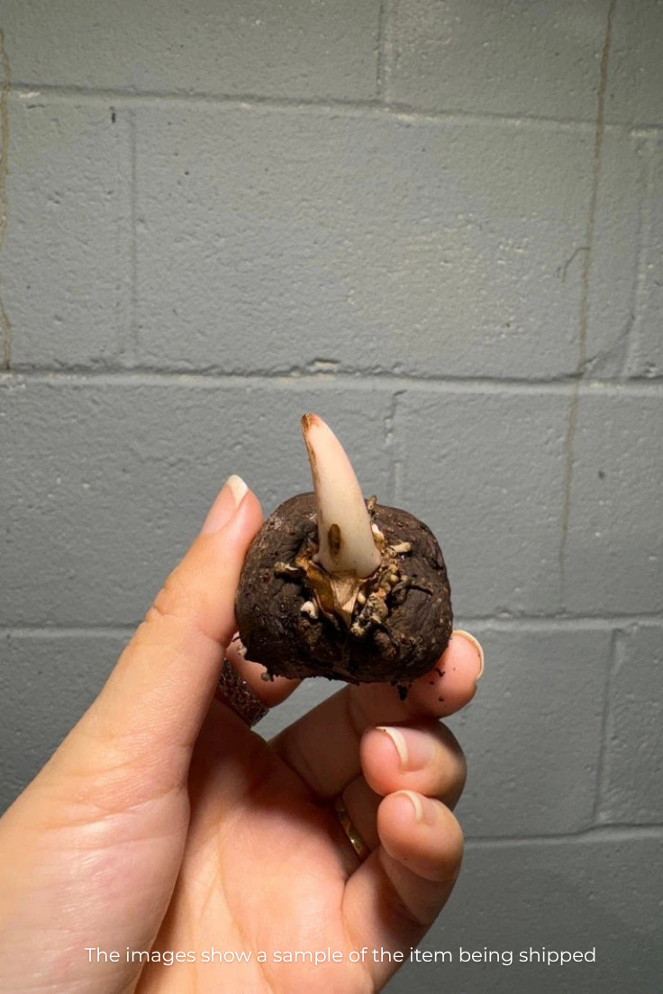 Amorphophallus atroviridis bulb caudex – tropical RARE size 1″