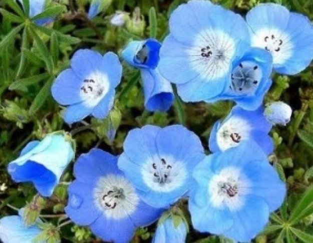 BABY BLUE EYES 100 FRESH SEEDS FREE SHIPPING