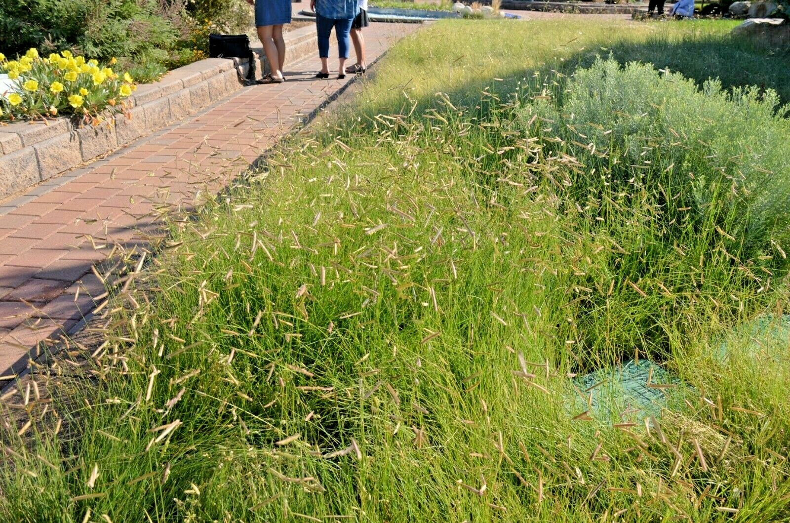 1001+BLUE GRAMA Seeds Native Prairie Grass Drought Poor Soils Low Maintenace