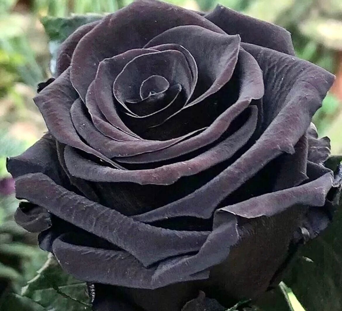 Black Magic Rose Seeds ~ Bacarra Rose ~ Almost Black Flowers ~ Exotic ~ Home ~