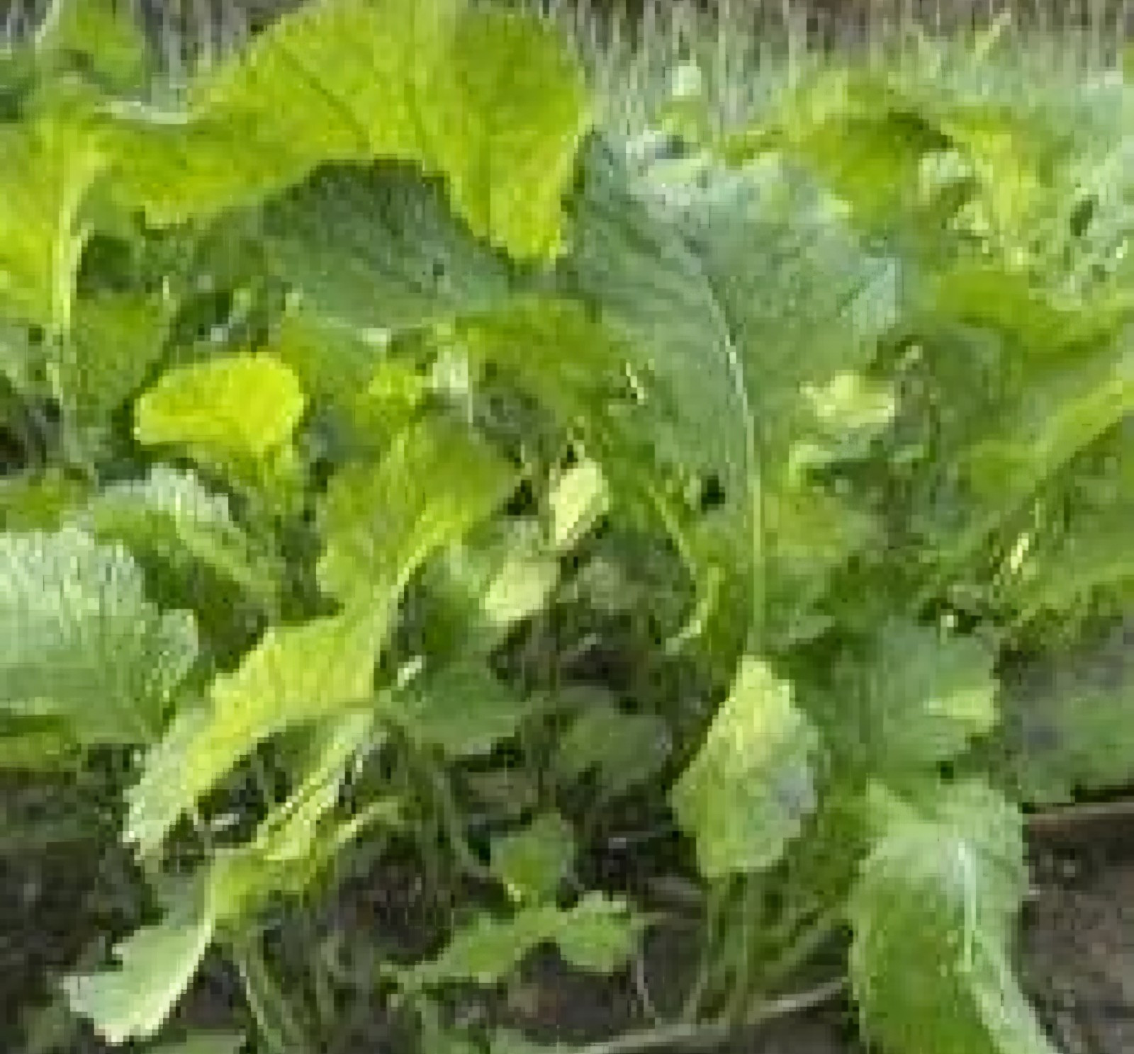 Brown Mustard (Brassica juncea) SEEDS