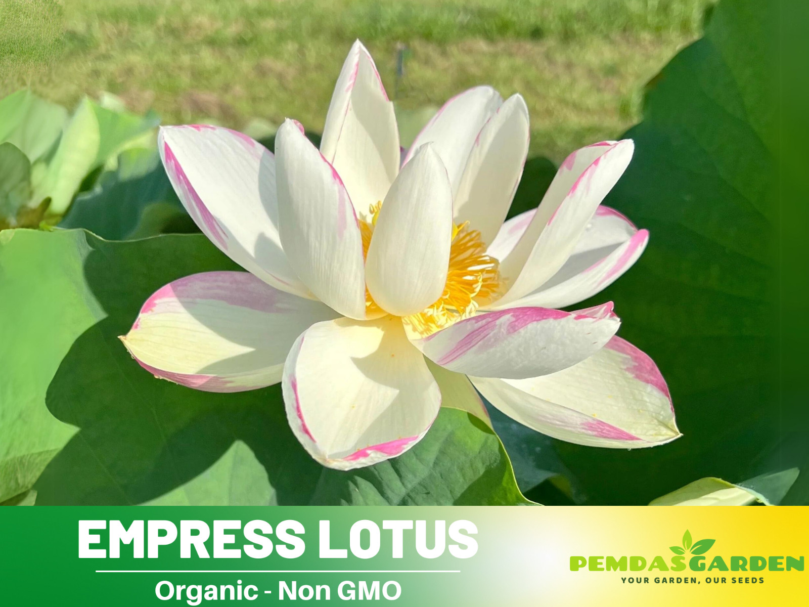5 Rare Seeds| Empress Lotus Seeds – Indian Lotus (Nelumbo nucifera) Seeds