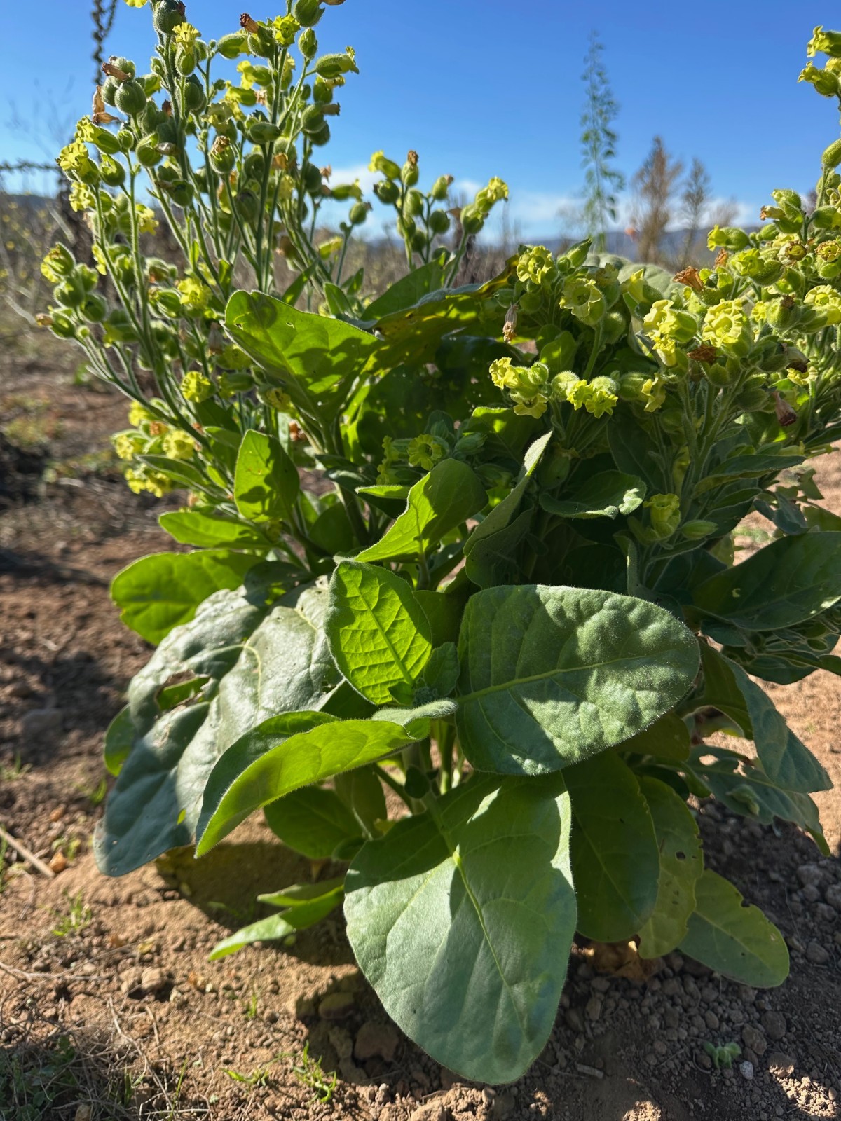 Organic Rustica Tobacco Seeds: 100 Seed Packet Bulk Pack Heirloom Nicotiana