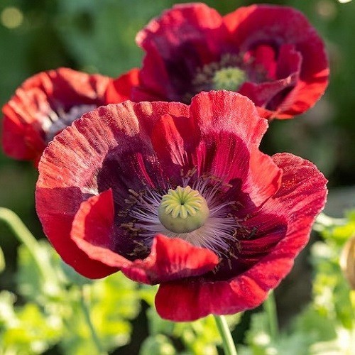 Premium Stratified Heirloom Papaver Giganteum Seeds Gorgeous Giant Red Flowers