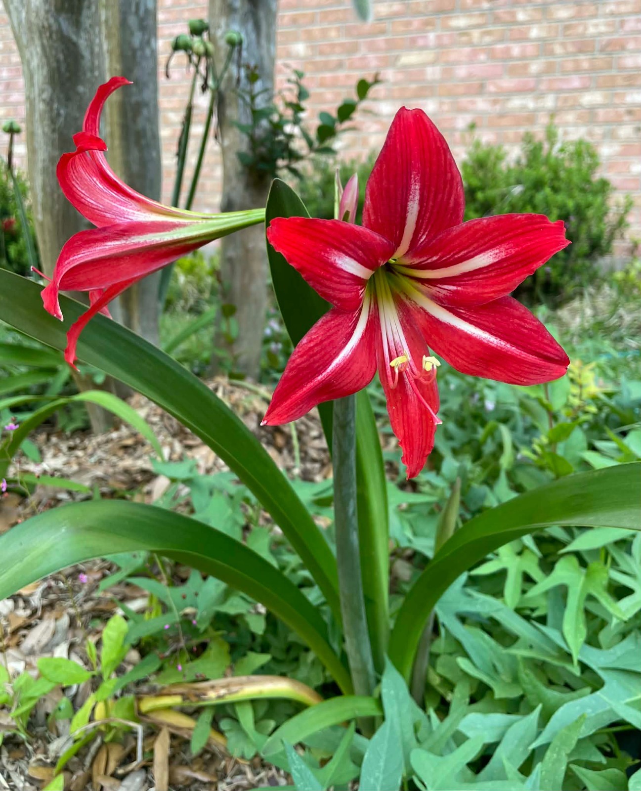 1 bulb Amaryllis St. Joseph’s Lily Hippeastrum x johnsonii1 plant