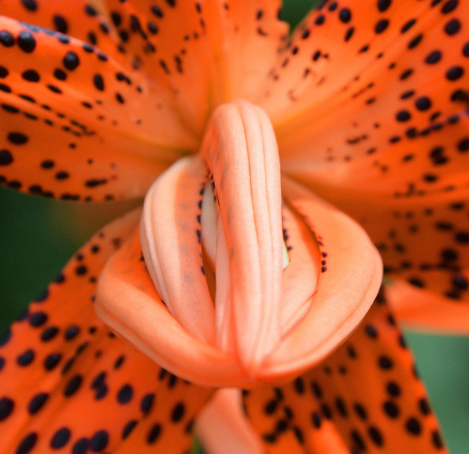 10 LEOPARD LILY California Tiger Lilium Pardalinum Yellow Orange Red Flower Seed