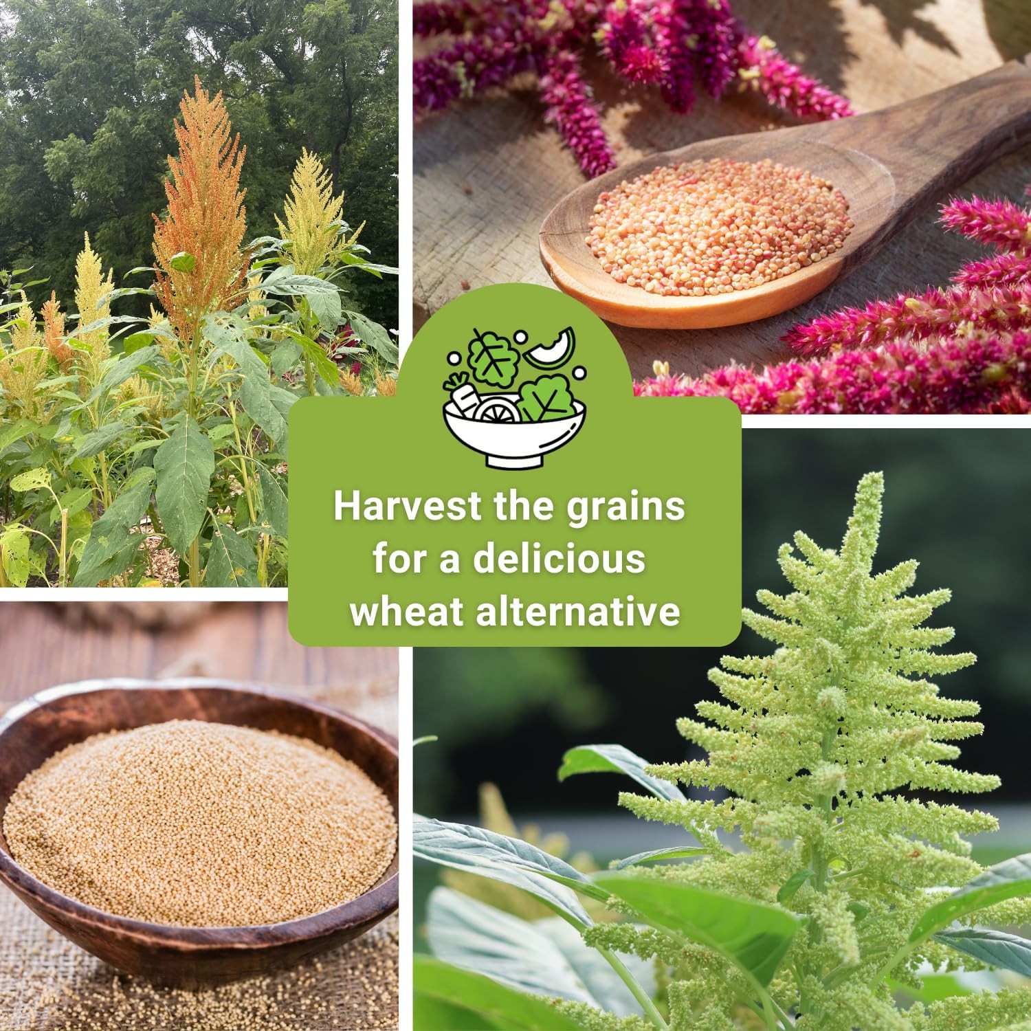 Sow Right Seeds – Amaranth Seed Collection for Planting – Non-GMO Heirloom Varie