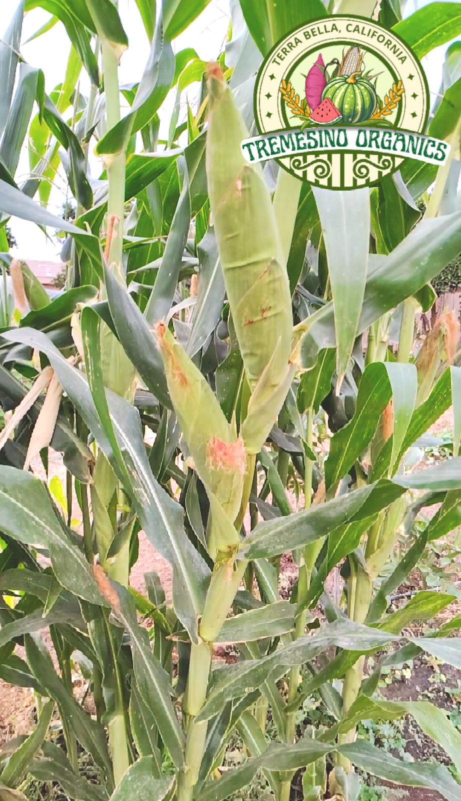 Mexican Sierreño White Corn 50 Seeds- Maiz Criollo Sierreño Mexicano,50 Semillas