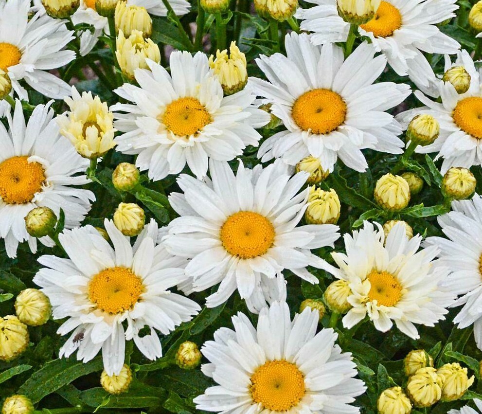 SHASTA DAISY FLOWER SEEDS 300+ PERENNIAL bees BUTTERFLY garden FREE SHIPPING