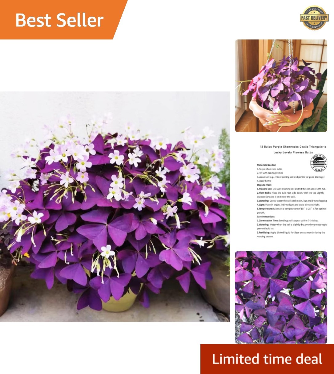 12+ Purple Shamrock Bulbs for Indoor & Outdoor Planting – Good Luck Flowers