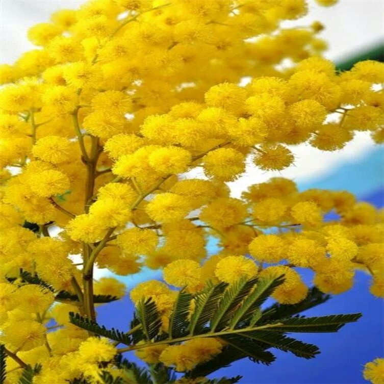 10 GOLDEN MIMOSA Tree Seeds Acacia baileyana Yellow Wattle Flower Fast Growing